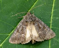 Attēlu rezultāti vaicājumam “Thalpophila matura”