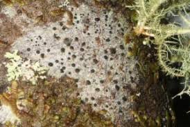 Attēlu rezultāti vaicājumam “Megalaria grossa”