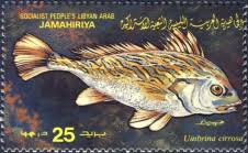 Image result for Umbrina cirrosa