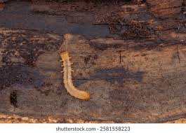 Attēlu rezultāti vaicājumam “Pyrochroidae larva”