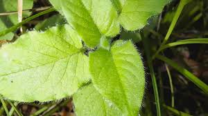 Attēlu rezultāti vaicājumam “Stellaria nemorum leaf”