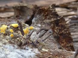 Attēlu rezultāti vaicājumam “Stemonitopsis typhina var. similis spores”