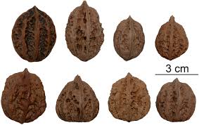 Attēlu rezultāti vaicājumam “Juglans mandshurica”