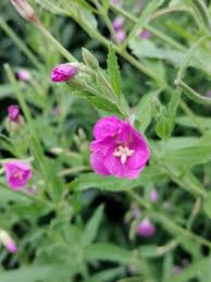 Attēlu rezultāti vaicājumam “Epilobium hirsutum”