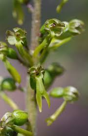 Attēlu rezultāti vaicājumam “Listera ovata flower”