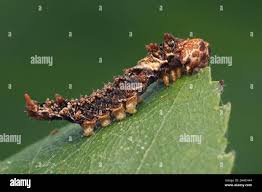 Attēlu rezultāti vaicājumam “Falcaria lacertinaria”