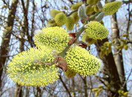 Attēlu rezultāti vaicājumam “Salix cinerea male flower”