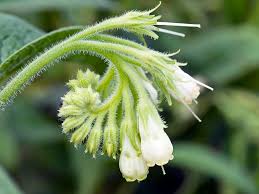 Attēlu rezultāti vaicājumam “Symphytum officinale flower”