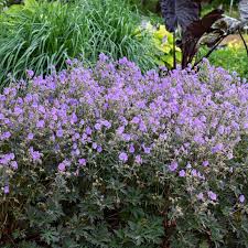 Attēlu rezultāti vaicājumam “Geranium pratense leaf”