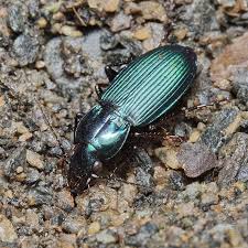 Attēlu rezultāti vaicājumam “Poecilus lepidus”