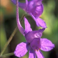 Attēlu rezultāti vaicājumam “Consolida regalis bud”