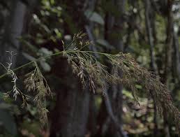 Attēlu rezultāti vaicājumam “Calamagrostis purpurea”