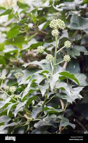 Attēlu rezultāti vaicājumam “Hedera helix  flower”