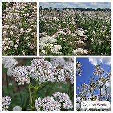 Attēlu rezultāti vaicājumam “Valeriana officinalis flower”