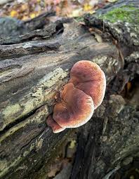 Attēlu rezultāti vaicājumam “Polypores”