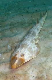 Image result for Pseudobatos lentiginosus