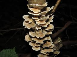 Attēlu rezultāti vaicājumam “Trametes hirsuta”