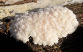 Attēlu rezultāti vaicājumam “Reticularia sp.”