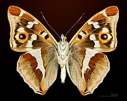 Attēlu rezultāti vaicājumam “Apatura iris male”