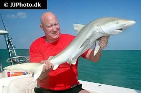 Image result for Carcharhinus perezii