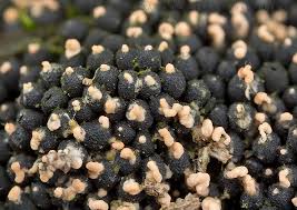 Attēlu rezultāti vaicājumam “Ruzenia spermoides”