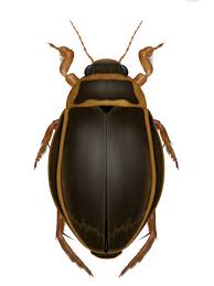 Attēlu rezultāti vaicājumam “Dytiscus dimidiatus”