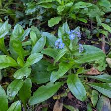 Attēlu rezultāti vaicājumam “Myosotis sylvatica leaf”