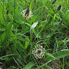 Attēlu rezultāti vaicājumam “Plantago lanceolata fruit”
