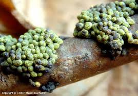 Attēlu rezultāti vaicājumam “Physarum virescens macro”