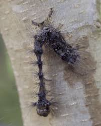 Attēlu rezultāti vaicājumam “Lymantria dispar”