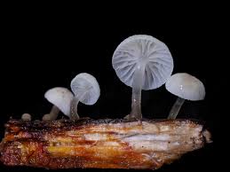 Attēlu rezultāti vaicājumam “Bryum pallens sporophyte”