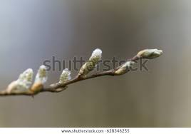 Attēlu rezultāti vaicājumam “Salix aurita flower”