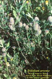 Attēlu rezultāti vaicājumam “Trifolium arvense”