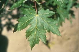 Attēlu rezultāti vaicājumam “Acer saccharinum leaf”