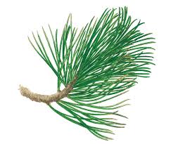 Image result for Pinus cembra