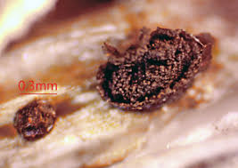 Attēlu rezultāti vaicājumam “Licea chelonoides macro”