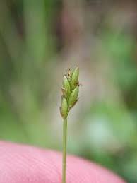 Attēlu rezultāti vaicājumam “Carex loliacea”