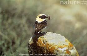 Image result for Oenanthe hispanica