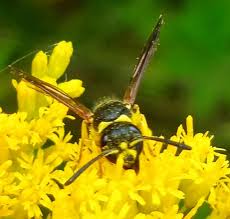 Attēlu rezultāti vaicājumam “Ancistrocerus sp. male”