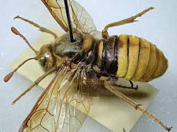 Attēlu rezultāti vaicājumam “Cimbex luteus”