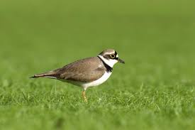 Attēlu rezultāti vaicājumam “Charadrius dubius adult”
