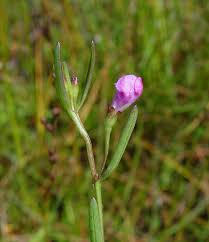 Attēlu rezultāti vaicājumam “Anthyllis maritima leaf”
