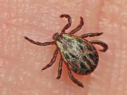 Attēlu rezultāti vaicājumam “Dermacentor reticulatus”