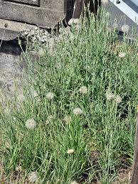 Attēlu rezultāti vaicājumam “Tragopogon pratensis subsp. pratensis leaf”