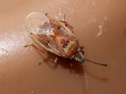 Attēlu rezultāti vaicājumam “Kleidocerys resedae”