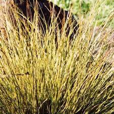 Attēlu rezultāti vaicājumam “Carex acuta leaf”