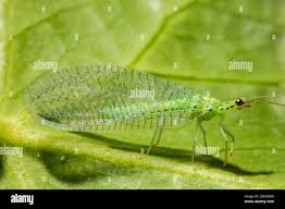 Attēlu rezultāti vaicājumam “Chrysopidae”