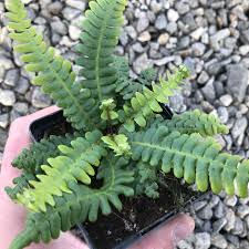 Attēlu rezultāti vaicājumam “Blechnum spicant”