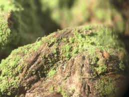 Attēlu rezultāti vaicājumam “Chaenotheca chlorella”