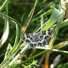 Attēlu rezultāti vaicājumam “Epirrhoe tristata imago”